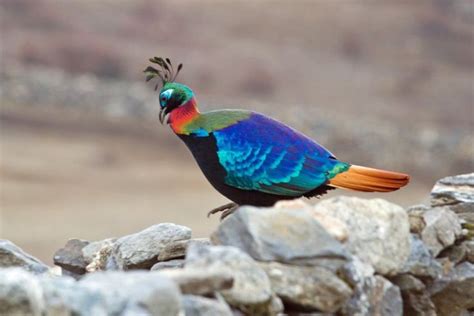 Sciencepic@National bird of Nepal – Danphe(HIMALAYAN MONAL) — Steemit ...