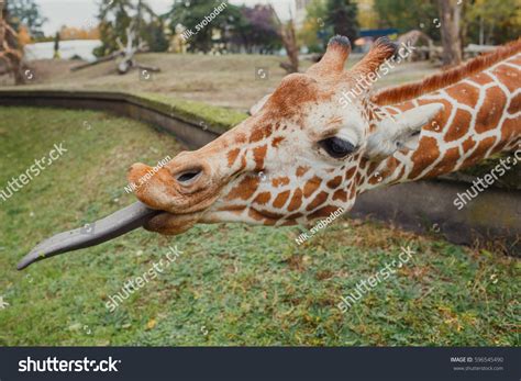 3,498 Long Tongue Giraffe Images, Stock Photos & Vectors | Shutterstock