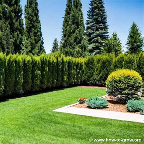 Expert Tips: How To Successfully Grow Cedar Trees In Your Backyard