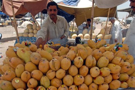 Effort to help Pakistan export mangoes to U.S. stalls - The Washington Post