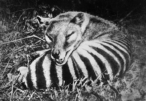 Thylacine Facts, Habitat, Pictures, Sightings, Extinction and Range