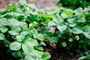 How Far Apart to Plant Strawberries for the Biggest, Juiciest Berries ...