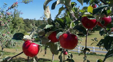 Apple Varieties | Autumn Harvest Orchard, LLC