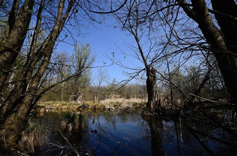 marsh landscape with a pond 6215923 Stock Photo at Vecteezy