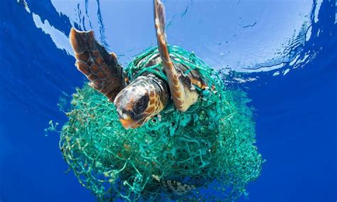 Séptimo continente: una isla de basura que no debería existir