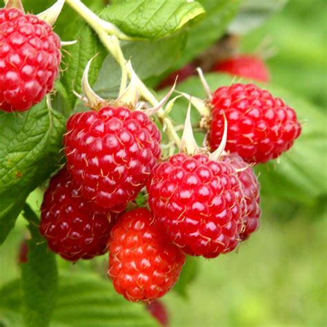 Growing Berries | The Beginner's Guide to Gardening with Berries