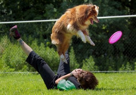 Pictures of Dogs Playing Frisbee