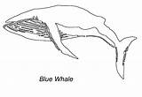 Free Blue Whale Coloring Pages Sketch Coloring Page sketch template