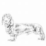 Art Of Dachshund Single Coloring Page Sketch sketch template