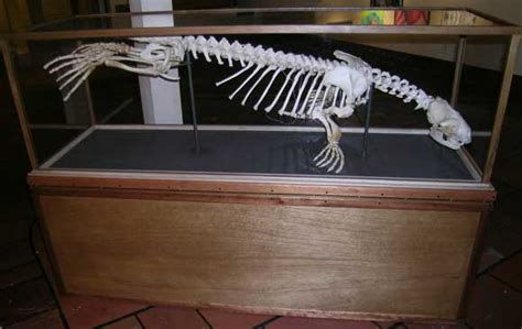 Harbor Seal Skeleton — SeaDoc Society