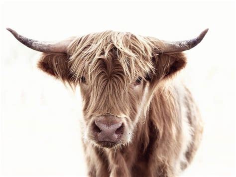 Highland Cattle Animal Facts | Bos Taurus | AZ Animals