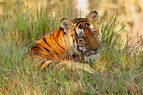 What Should Be Done With India’s ‘Man-Eating’ Tigers? - Atlas Obscura