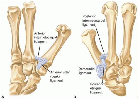 [DIAGRAM] In The Thumb Ligaments Diagram - MYDIAGRAM.ONLINE