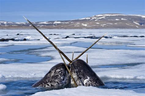 The Narwhal’s Tusk: the ten most remarkable marine mammal adaptations – with Zack Klyver ...