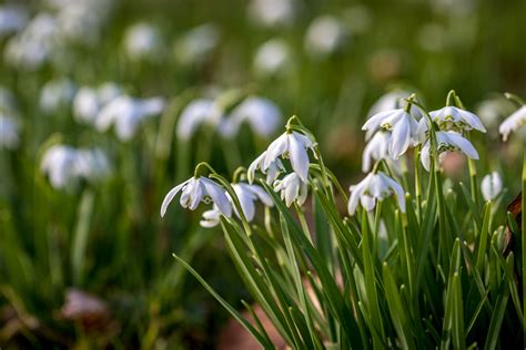 Hodsock Priory - Hodsock Priory snowbells - Horsepasture Wood