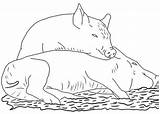 Two pigs coloring Pages  Hellokidscom sketch template