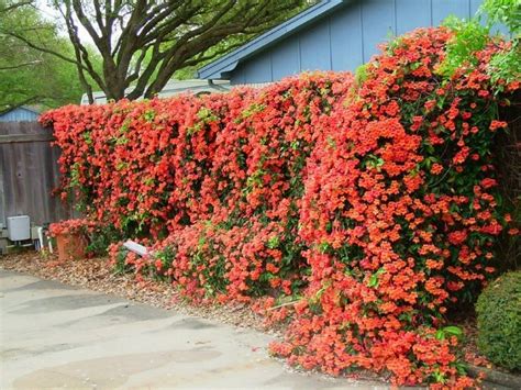 Campsis radicans - AKA Trumpet vine AKA Witches Fingers - Out competes ...