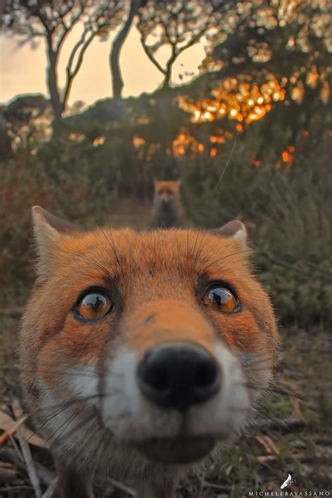 Michele Bavassano: Fox selfie | Animals beautiful, Animals, Pets