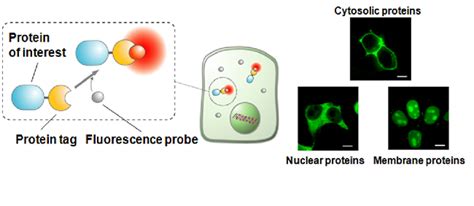 Chemical Imaging Techniques | Osaka University Immunology Frontier Research Center