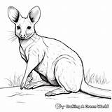 Wallaby Coloring Pages  Free & Printable sketch template