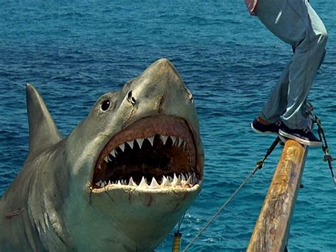 Is it the same shark in all four Jaws movies? | It's A Stampede!