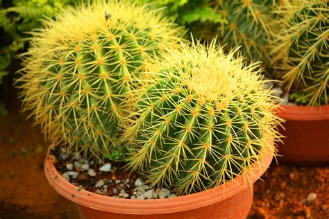 8 Best Cactus Varieties to Grow Indoors