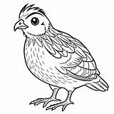 Quail Coloring Page sketch template