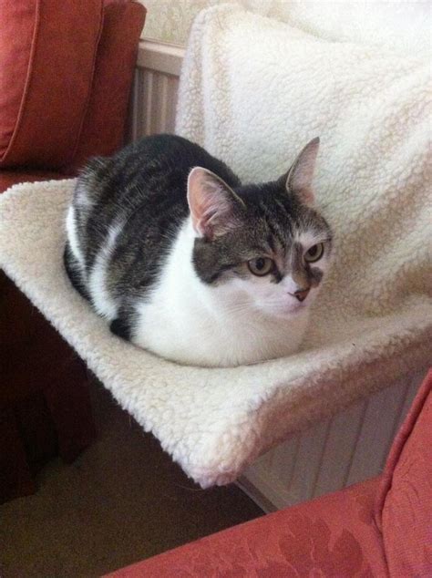 28 Silly Cats Who Have Gone Full Loaf Mode. Supreme Comfort: Engaged ...