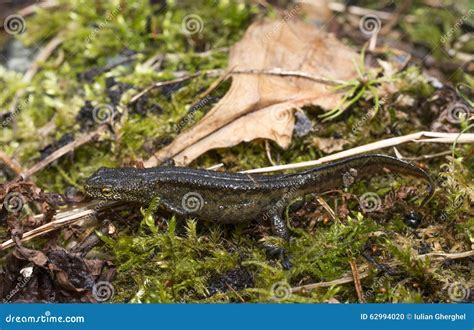 Carpathian Newt - Lissotriton Montandoni Stock Photo - Image of sitting ...