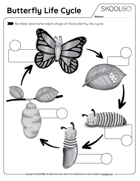 Butterfly Life Cycle Coloring Pages For Kids