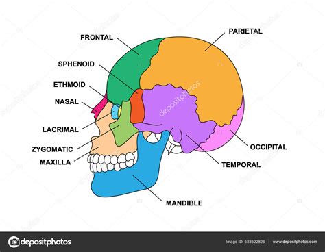 Human Skull Bones Anatomy Descriptions Colored Cranial Parts Structure ...