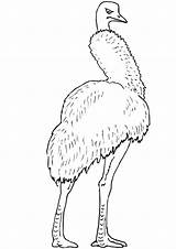 Emu Coloring Pages  Free Printable For Kids sketch template