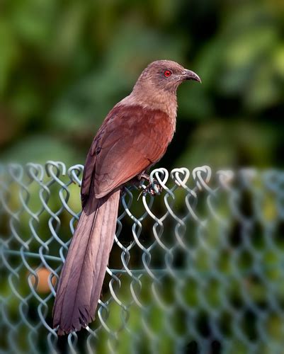 Birds of India · iNaturalist