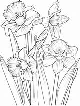 Coloring Pages For Children About Daffodils sketch template