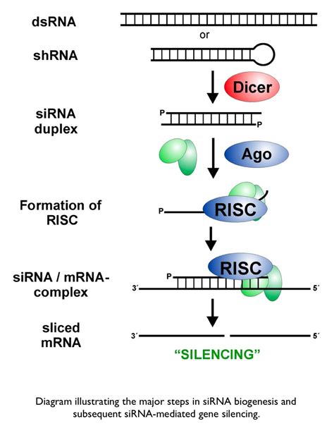 RNA, Small Interfering