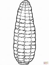 Corn coloring page  Free Printable Coloring Pages sketch template