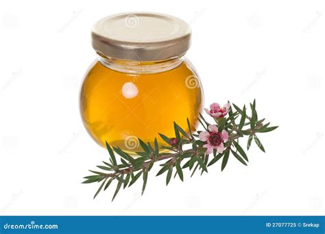 Honey With Manuka (Leptospermum) Flower Royalty Free Stock Photo ...