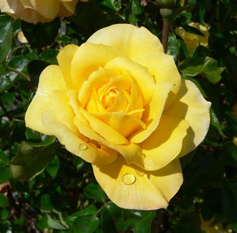 File:Rosa Gold Glow 2.jpg - Wikimedia Commons