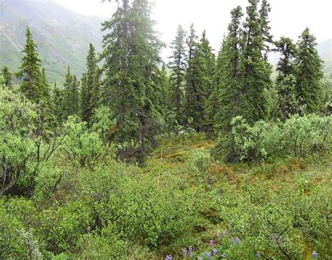 Fire, Topography, and Climate Drive Variation in Alaska's Boreal ...