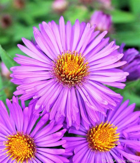 Fall Asters Gardening Tips | Hometalk