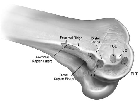 Schematic representation of the distal femur of a right knee ...