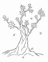 A Cherry Blossom Tree sketch template