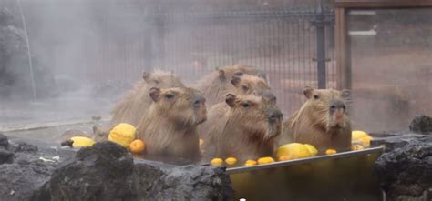 WTF! Capybaras treat themselves to a relaxing spa day at a hot springs ...