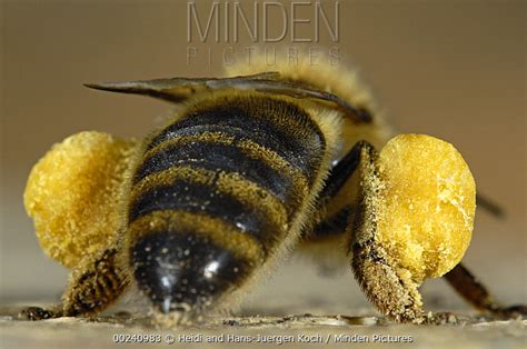 Honey Bee stock photo - Minden Pictures