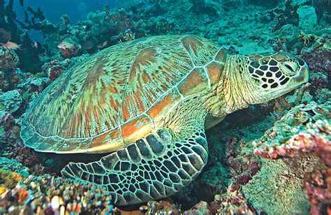 An Interesting Dive Buddy: The Green Sea Turtle | Scuba Diving News, Gear, Education | Dive ...