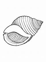 Seashell Coloring Pages For Kids sketch template