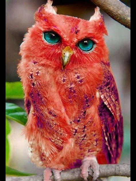 Very Rare Red Owl! Beautiful! | Rare animals, Pet birds, Beautiful birds