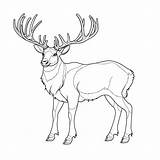 Caribou Coloring Page Pages sketch template