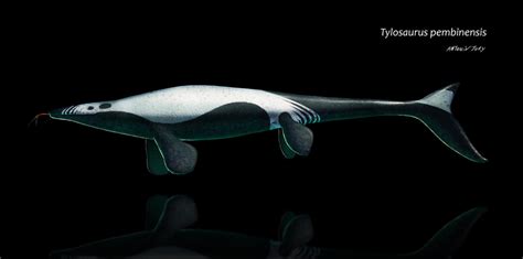 Tylosaurus pembinensis by AntoninJury on DeviantArt