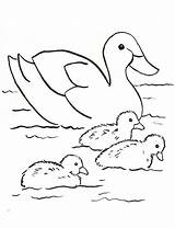 Duck Family Coloring Page  Art Starts sketch template